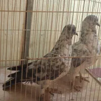 کبوتر|پرنده|تهران, جمالزاده|دیوار