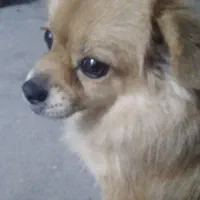 سگ پامرانین ماده|سگ|آمل, |دیوار