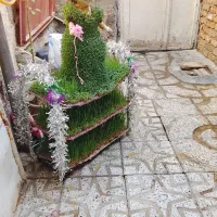 سبزه کرایه ای عروسک