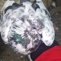 کبوتر