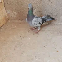 پلاکی|پرنده|کبودرآهنگ, |دیوار