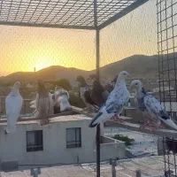 کفتر ۱۰الی۱۵ توافقی