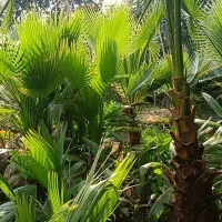 فروش پالم و فونیکس|خدمات باغبانی و درختکاری|هشتگرد, فاز ۲ مهستان|دیوار