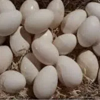 انواع تخم نطفه دار طوطی سانان