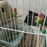 طوطی برزیلی مولد بشرط