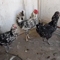 یک ست مرغ و خروس گلین فول کیفیت
