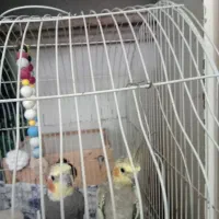 عروس هندی