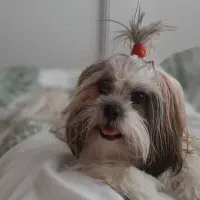 واگذاری شیتزو فلت ۵ ساله ماده عقیم