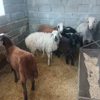 گوسفند بره نر و ماده|حیوانات مزرعه|محمدشهر, محمدشهر|دیوار