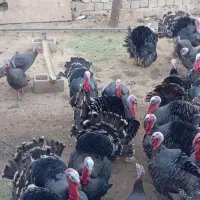 بوقلمون|حیوانات مزرعه|سقز, |دیوار