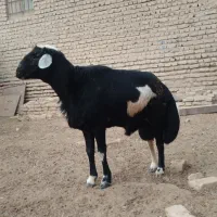 قوچ مو سیم لخت اصل جنس|حیوانات مزرعه|نصر آباد, |دیوار