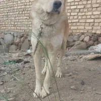 سگ ...|سگ|تفت, |دیوار