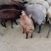 گوسفند و بره فروشی