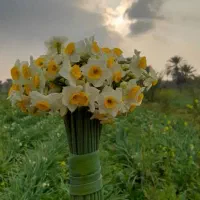 گل  نرگس تازه چین