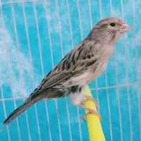 ۲قناری نر پارسالی اوپال نقره ای خانگی|پرنده|مشهد, کوی سیدی|دیوار