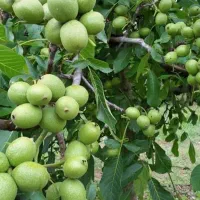 نهال گردو شیلی|خدمات باغبانی و درختکاری|قیدار, |دیوار