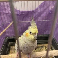 عروس هلندی گلباقالی