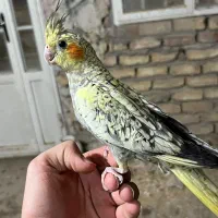 عروس هلندی گلباقالی دستی