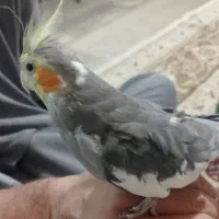 عروس هلندی اهلی سخنگو