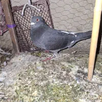 کبوتر|پرنده|دهدشت, |دیوار