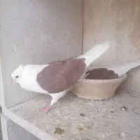 کبوتر پشت دار
