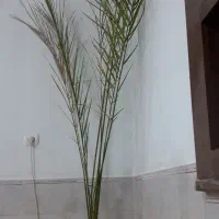 نخل خرما