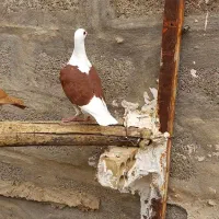 دوکت پلاکی|پرنده|بهبهان, |دیوار