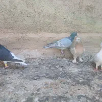۱۴تا کفتر شهری بهبونی دس اولی|پرنده|شیراز, میانرود|دیوار