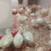 جوجه بوقلمون بیوتی