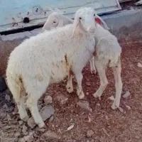 گوسفند زنده