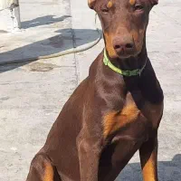 دوبرمن خالص بلوطی واکسی پدرمادر اصیل شاه توله|سگ|بروجرد, |دیوار