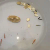 اکواریوم وماهی و لوازم معاوضه باپرنده|ماهی|علی‌آباد کتول, |دیوار