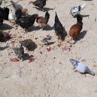 مرغ خروس برای فروش درزرگان|حیوانات مزرعه|اهواز, زرگان|دیوار
