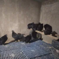 مرغ و خروس ایام سمانی|حیوانات مزرعه|یزد, |دیوار