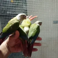 طوطی گرینچیک|پرنده|دزفول, |دیوار