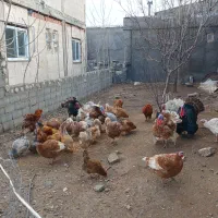 بوقلمون طبیعی|حیوانات مزرعه|اردبیل, |دیوار