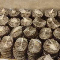 خرمامرداسنگ پرشیره