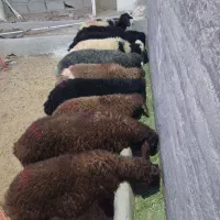 بره نر افشار مخصوص پروار