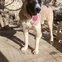 سگ سراب ۹ماهه فی ۱۲میلیون|سگ|ماهدشت, |دیوار