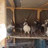 10عدد رنجر|پرنده|کاشمر, |دیوار