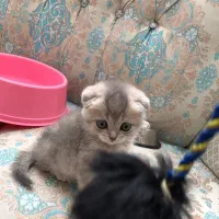 بریتیش اسکاتیش بلوگلدصورت تخمه مرغی ny12