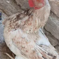 مرغ جوان کُرک