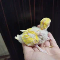 کوتوله|پرنده|قم, وادی السلام|دیوار