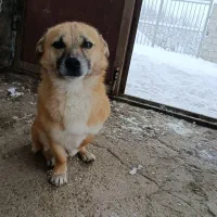 لطفا هرکی دیده خبر بده