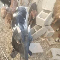 ۳عدد بز 3عدد کهر یک دوبر داشتی