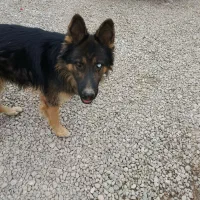 سگ ژرمن شپرد