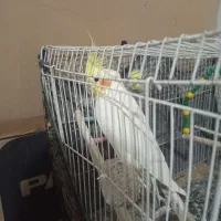 عروس لوتینو نر بالغ