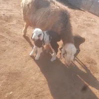 میش با دو بره|حیوانات مزرعه|قیروکارزین, |دیوار