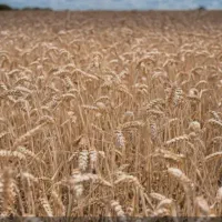 اجاره زمین کشاورزی