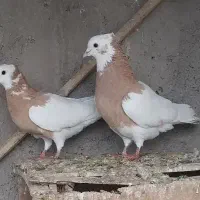 کبوتر زردطوقی نروماده آسه آس